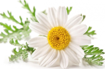 Chiết xuất cúc La Mã - Chamomile Recutita(Matricaria) Flower Extract