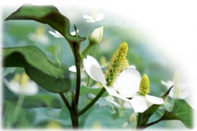 Chiết xuất rau diếp cá - Houttuynia Cordata Extract G (PG)