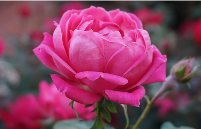 Rosa Damascena Flower Water - Chiết xuất hoa hồng Damask