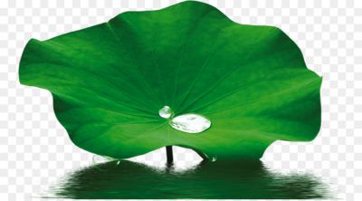 Nelumbo Nucifera Leaf Extract 